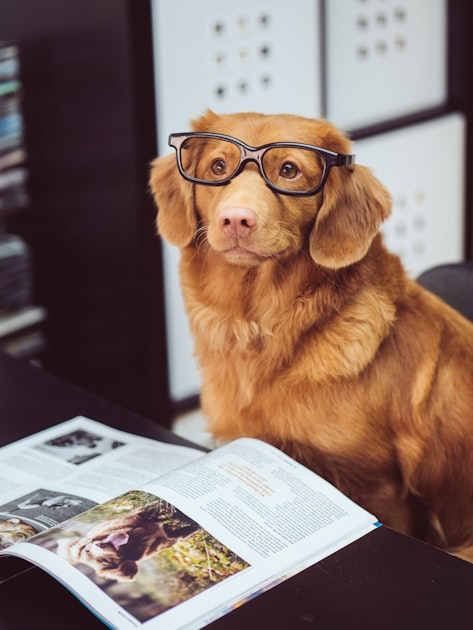 Healthy Living as a Boxer Dog Mom